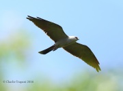 6S3A8622Mississippi_Kite