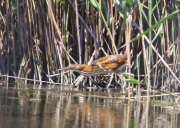 6S3A8775Least_Bittern