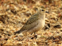 6S3A3055American_Golden_Plover