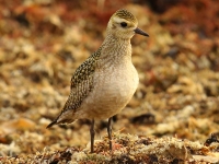 6S3A3060American_Golden_Plover