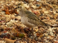 6S3A3116American_Golden_Plover