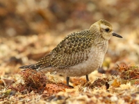 6S3A3173American_Golden_Plover