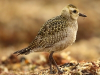 6S3A3221American_Golden_Plover