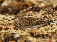 6S3A3258Pectoral_Sandpiper