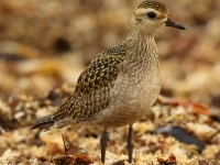 6S3A3266American_Golden_Plover