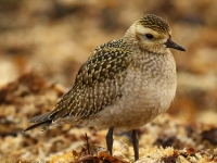 6S3A3283American_Golden_Plover
