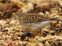 6S3A3287Pectoral_Sandpiper