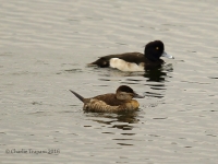 6S3A3379Tufted_Duck