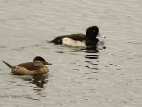 6S3A3380Tufted_Duck