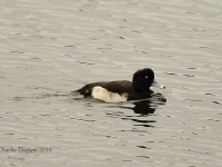 6S3A3383Tufted_Duck