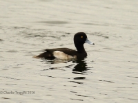 6S3A3406Tufted_Duck
