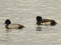 6S3A3414Tufted_Duck