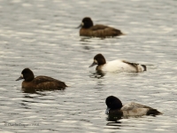 6S3A3427Lucistic_Ring-Necked_Duck