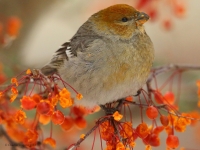 6S3A3673Female_Pine_Grosbeak