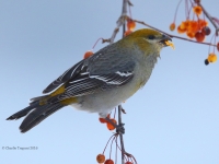 6S3A3722Female_Pine_Grosbeak