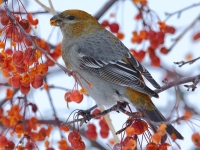 6S3A3767Female_Pine_Grosbeak