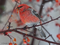 6S3A3963Pine_Grosbeak