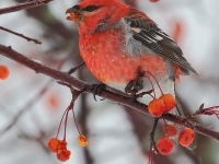 6S3A3976Pine_Grosbeak