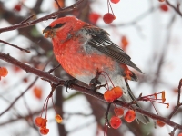 6S3A3987Pine_Grosbeak