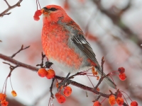 6S3A4012Pine_Grosbeak