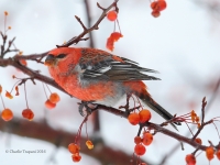 6S3A4020Pine_Grosbeak