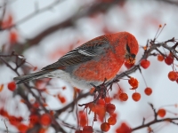 6S3A4041Pine_Grosbeak