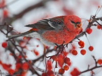 6S3A4044Pine_Grosbeak