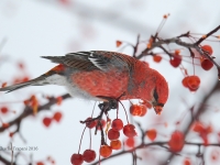 6S3A4076Pine_Grosbeak