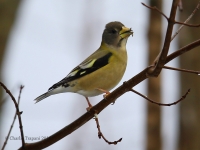 6S3A4199Female_Evening_Grosbeak