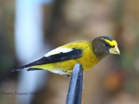 6S3A4209Evening_Grosbeak