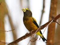 6S3A4266Evening_Grosbeak