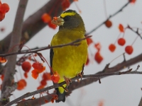 6S3A4270Evening_Grosbeak