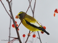 6S3A4273Evening_Grosbeak_PS