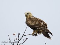 6S3A4335Rough-Legged_Hawk