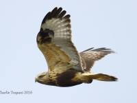 6S3A4344Rough-Legged_Hawk