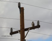 6S3A6491Prairie_Falcon