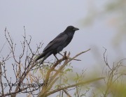 6S3A6494Chihuahuan_Raven
