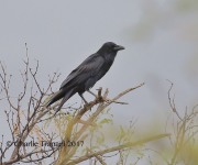 6S3A6496Chihuahuan_Raven