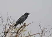 6S3A6499Chihuahuan_Raven