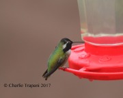 6S3A8319Costa's_Hummingbird