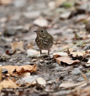 819A6818Hermit_Thrush