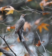 819A6846Northern_Flicker_RS