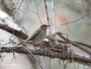 819A6851Hermit_Thrush