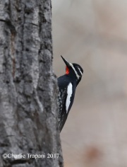 819A6857Williamson's_Sapsucker