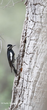 819A6877Williamson's_Sapsucker
