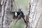 819A6878Williamson's_Sapsucker