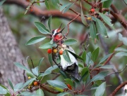 819A6886Red-naped_Sapsucker