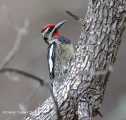 819A6903Red-Naped_Sapsucker