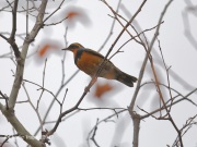 819A6926Varied_Thrush