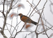 819A6928Varied_Thrush